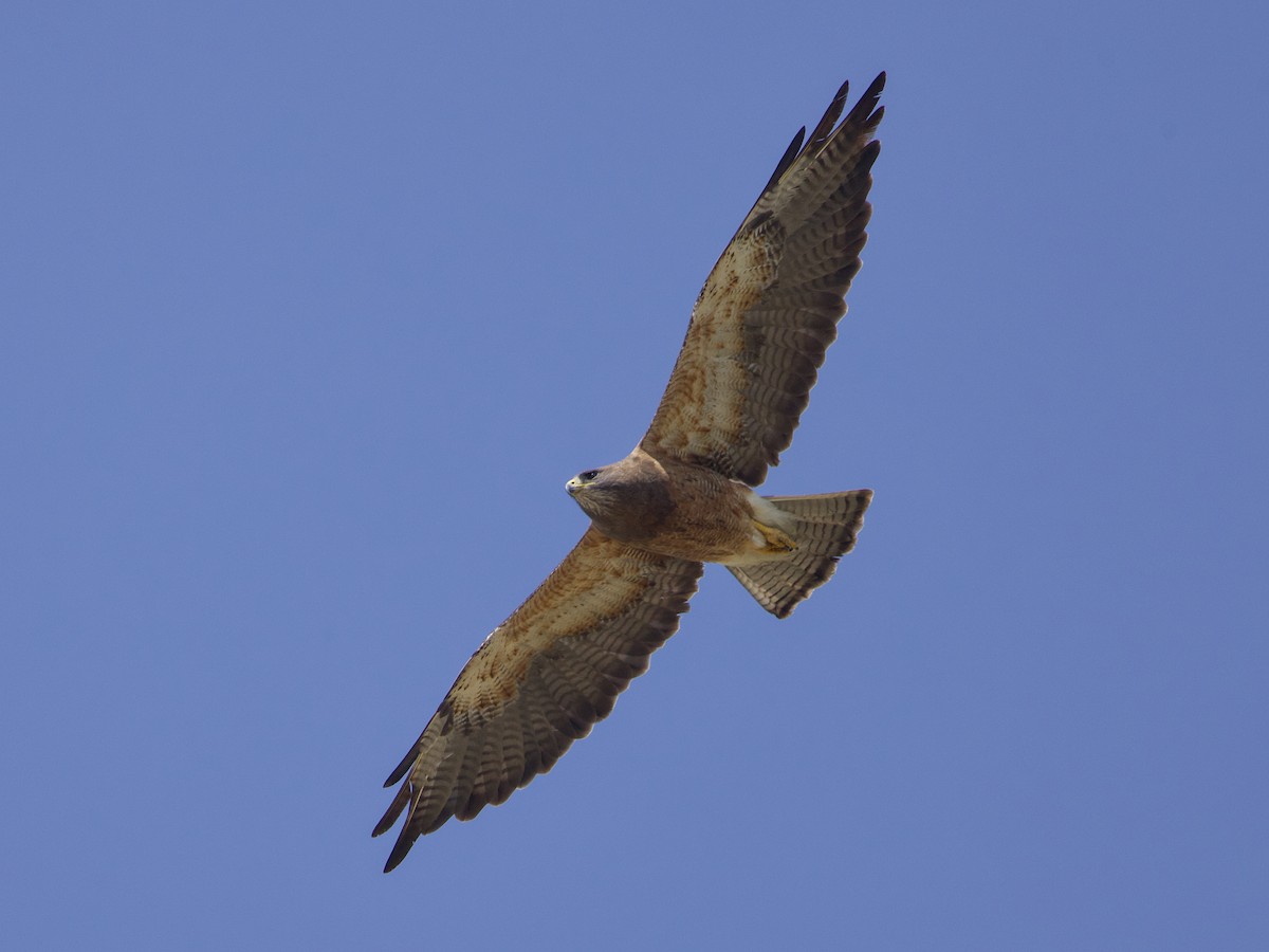 Swainson's Hawk - Dave Prentice