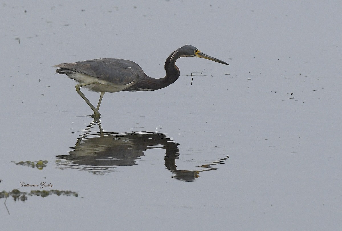 Tricolored Heron - Catherine Zinsky