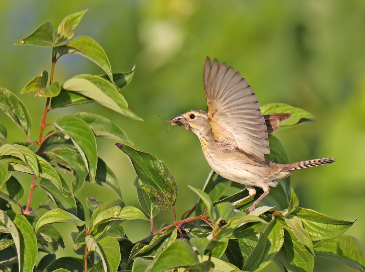 Dickcissel - ML622169961