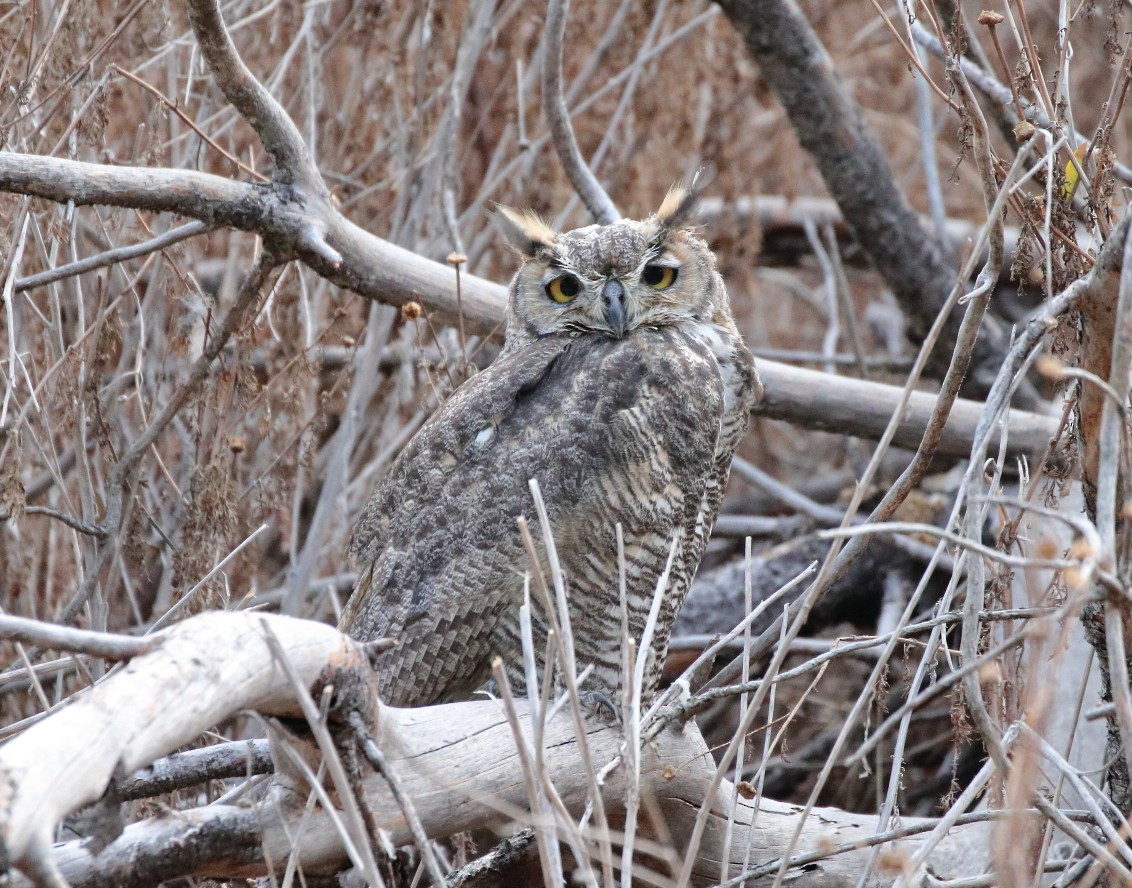 Great Horned Owl - Larry Edwards