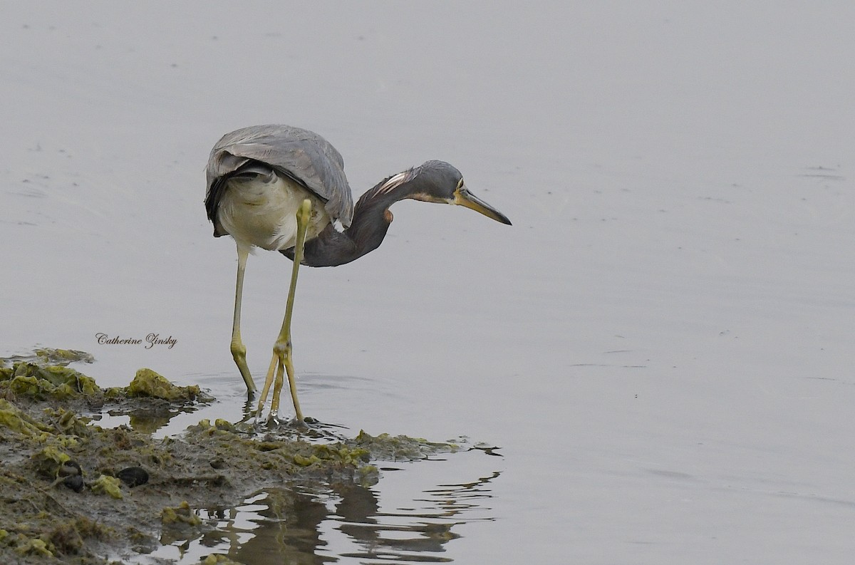 Tricolored Heron - ML622169966