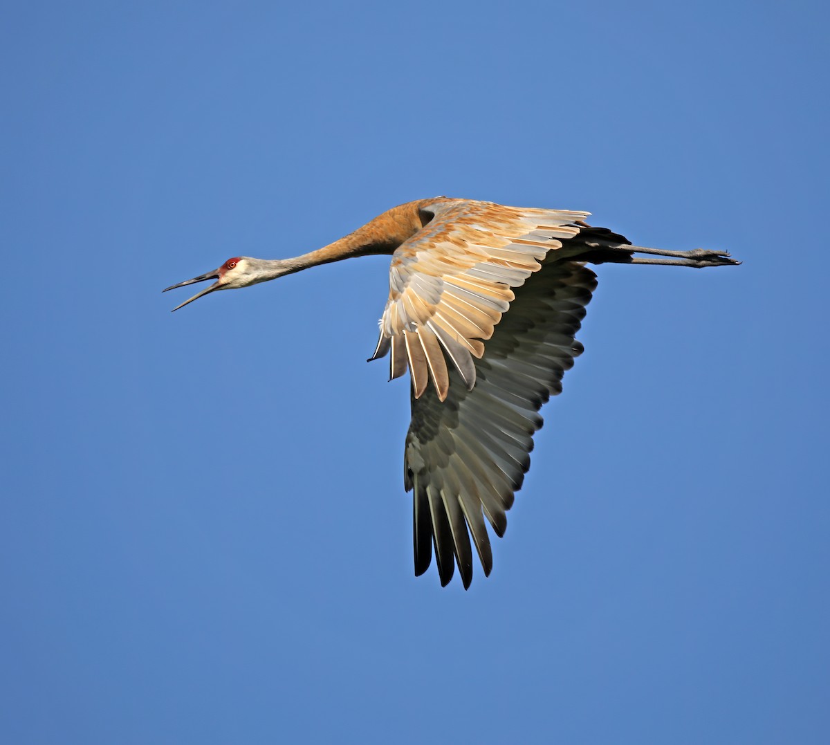 Sandhill Crane - ML622169988