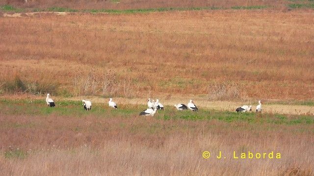 White Stork - ML622169997