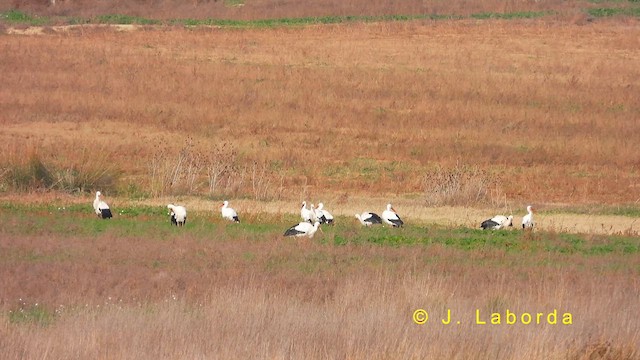 Cigogne blanche - ML622169997