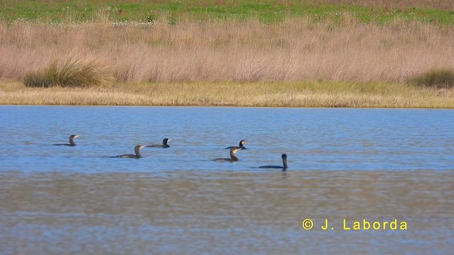 Great Cormorant - ML622169998