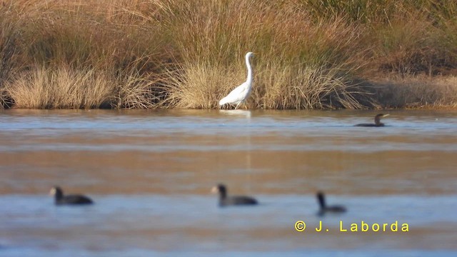 Great Egret - ML622170000