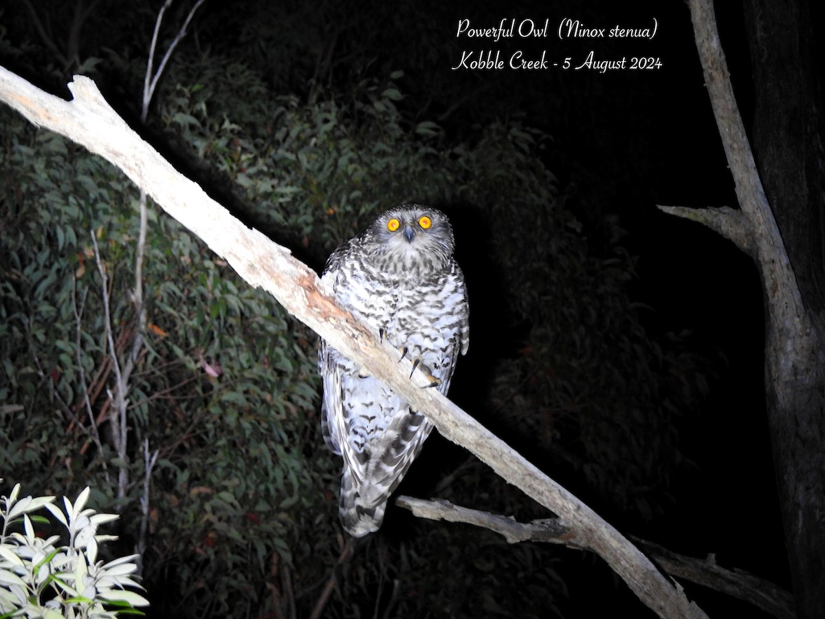 Powerful Owl - ML622170002