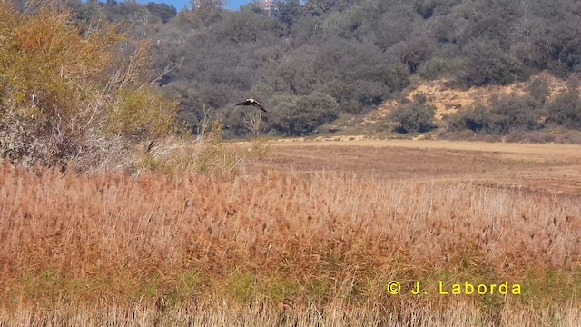 Western Marsh Harrier - ML622170008