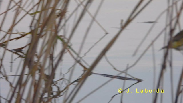 Mosquitero Común - ML622170013