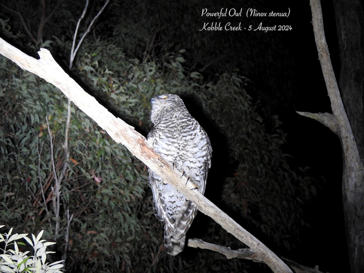 Powerful Owl - ML622170018