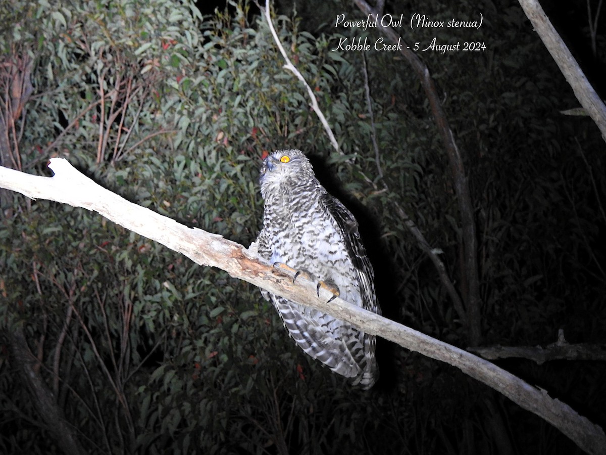 Powerful Owl - ML622170027