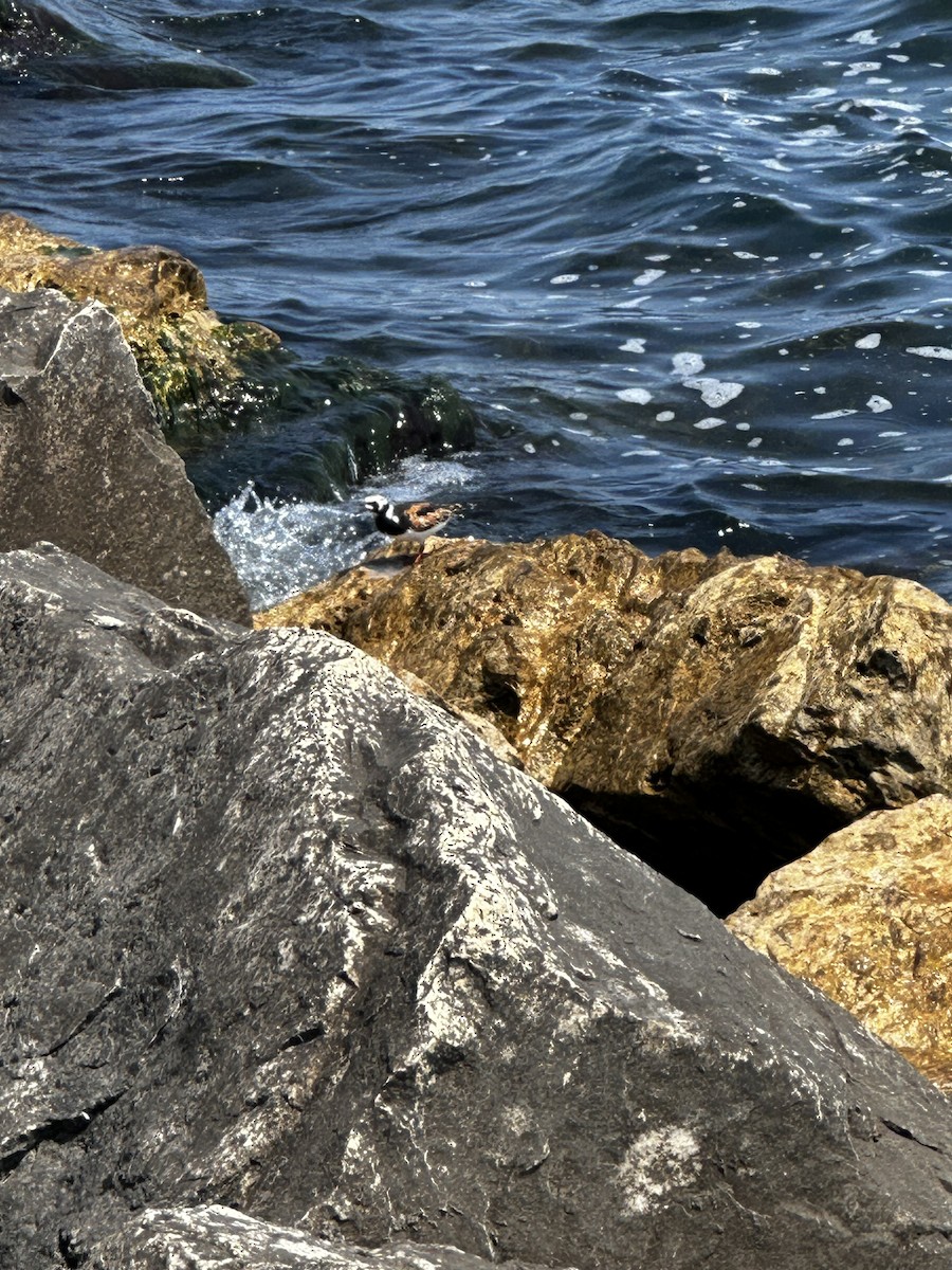 Ruddy Turnstone - ML622170059