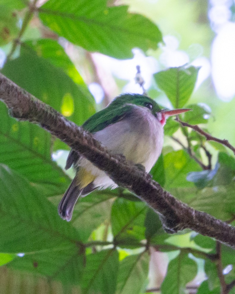 Broad-billed Tody - ML622170148