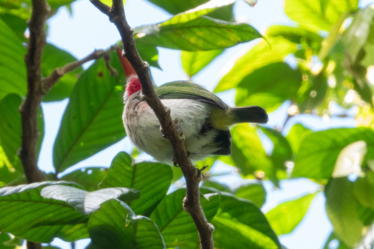 Broad-billed Tody - ML622170149