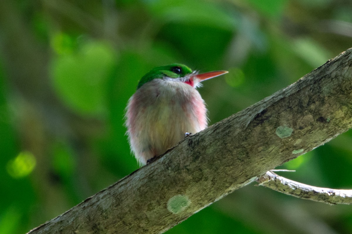 Broad-billed Tody - ML622170150