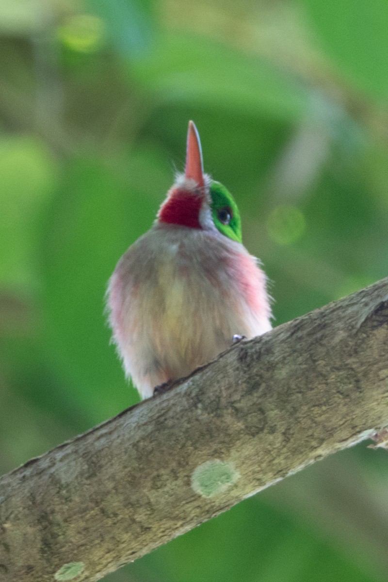 Broad-billed Tody - ML622170151