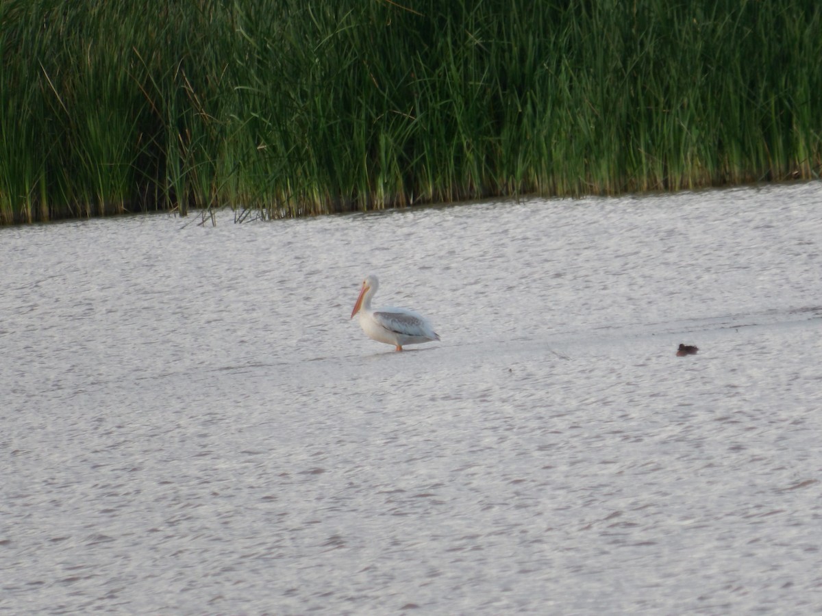 American White Pelican - ML622170161