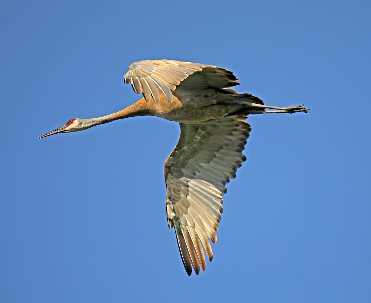 Sandhill Crane - ML622170169