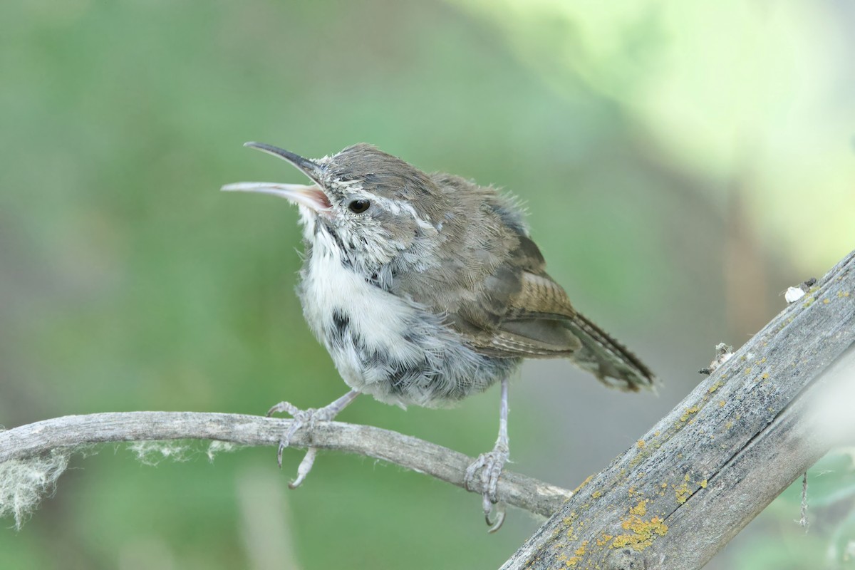 Bewick's Wren - ML622170188