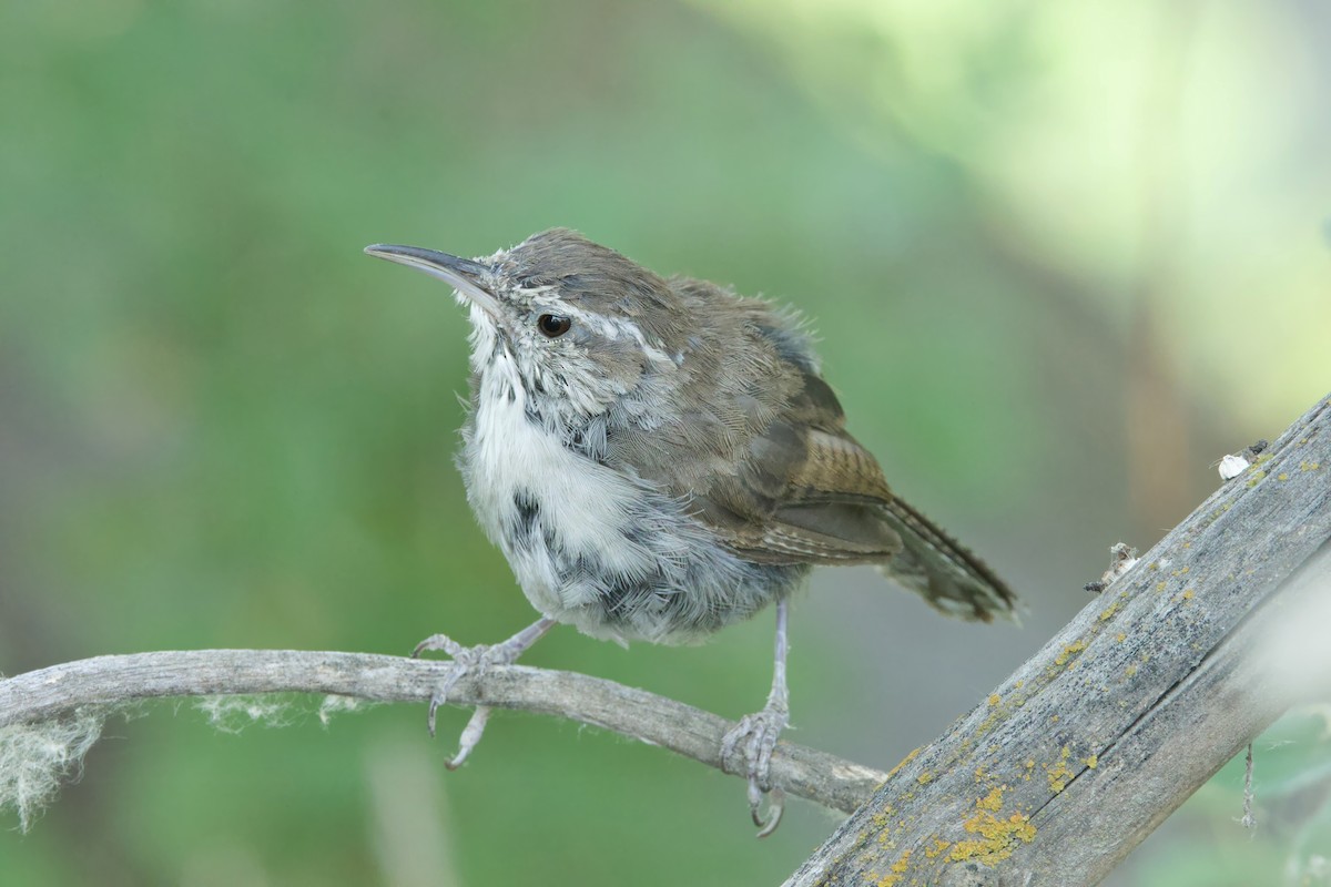 Bewick's Wren - ML622170189