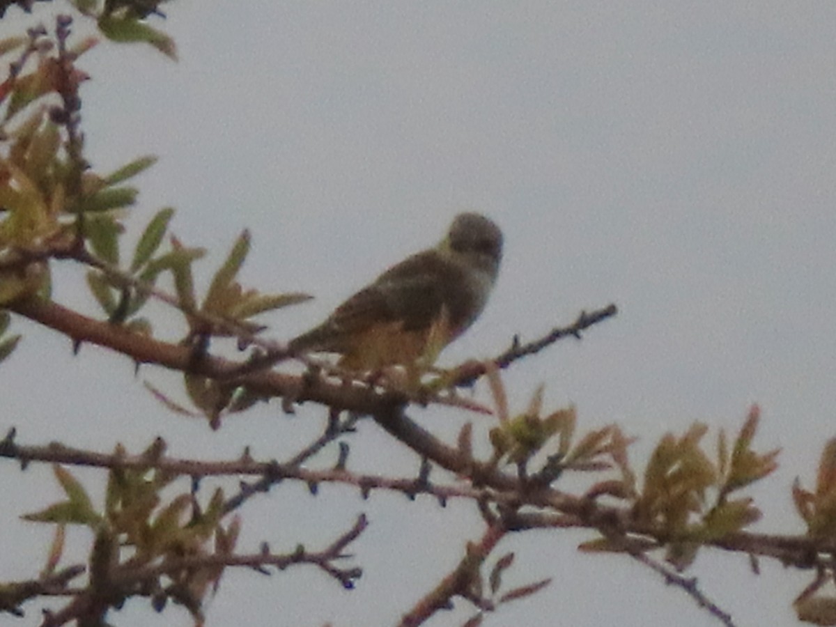 Woodchat Shrike - ML622170192