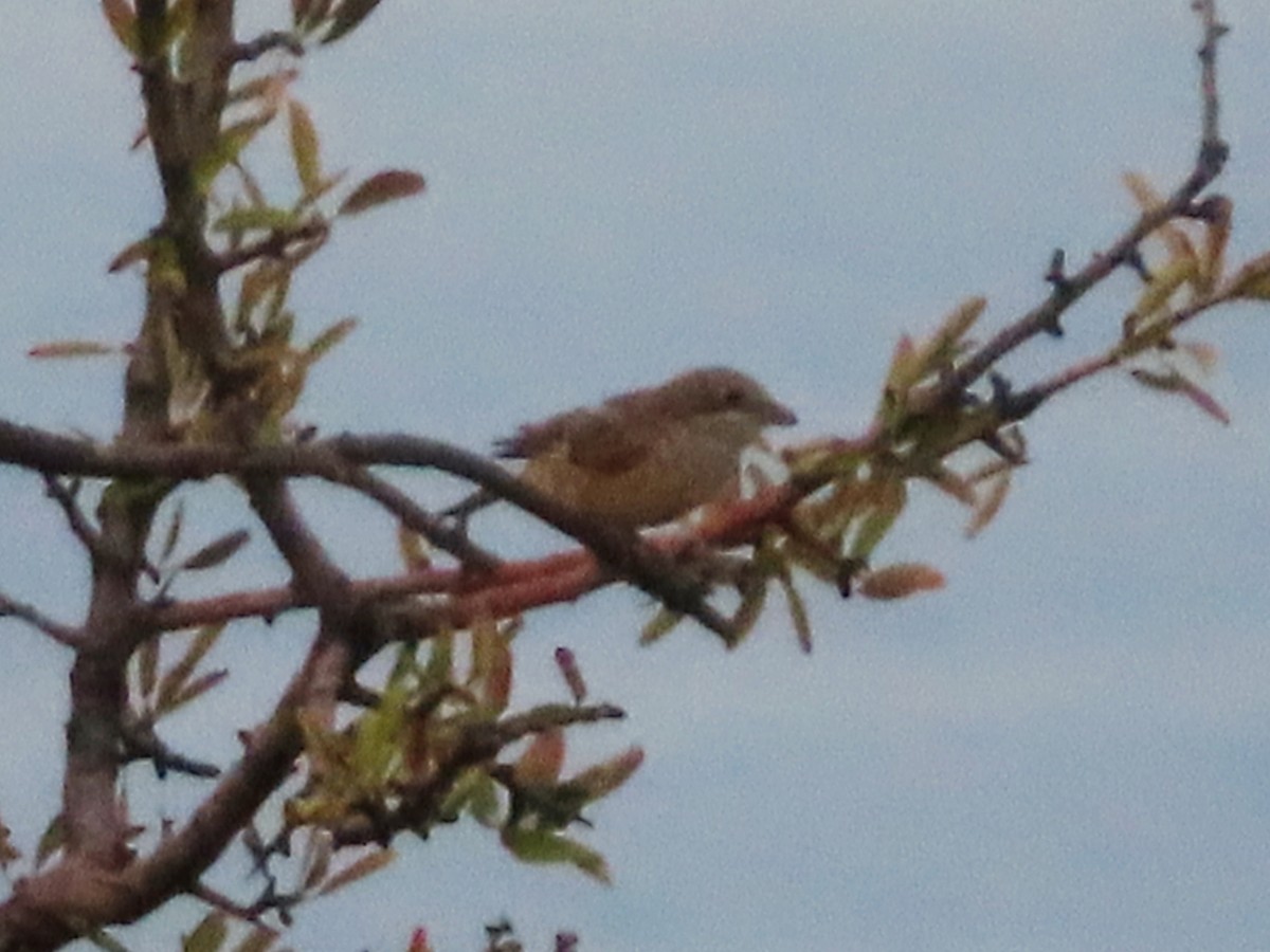 Woodchat Shrike - ML622170193