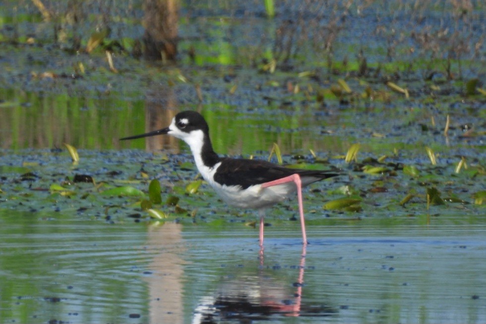 Black-necked Stilt - ML622170195