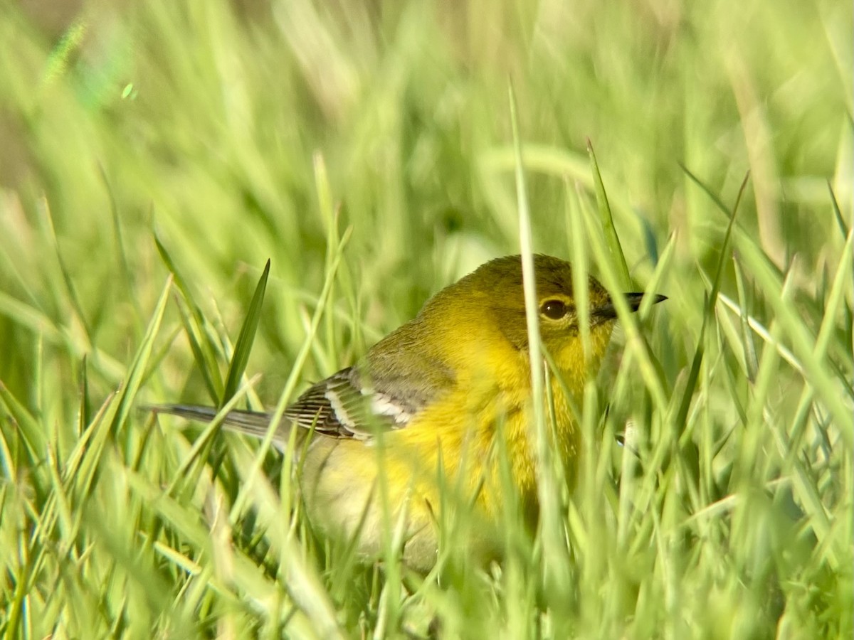 Pine Warbler - ML622170197