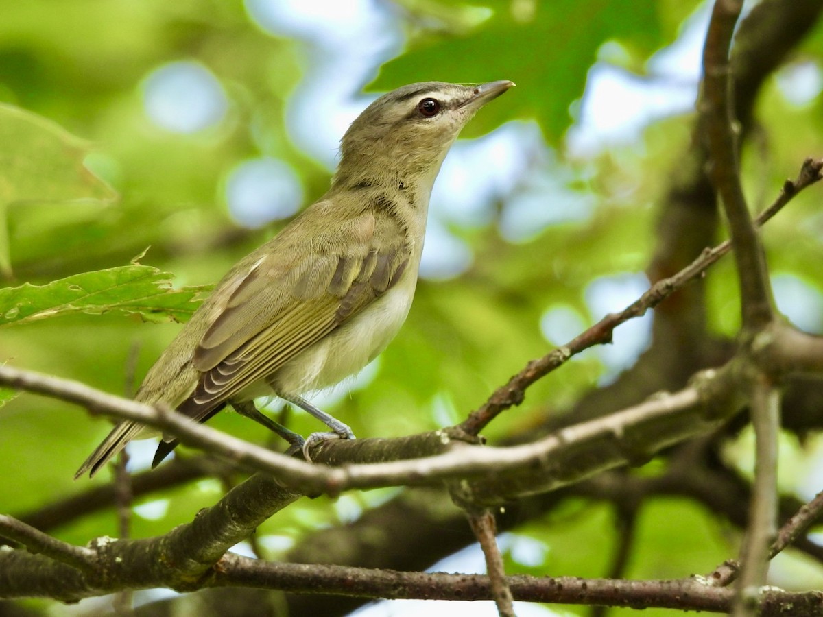 Red-eyed Vireo - ML622170199