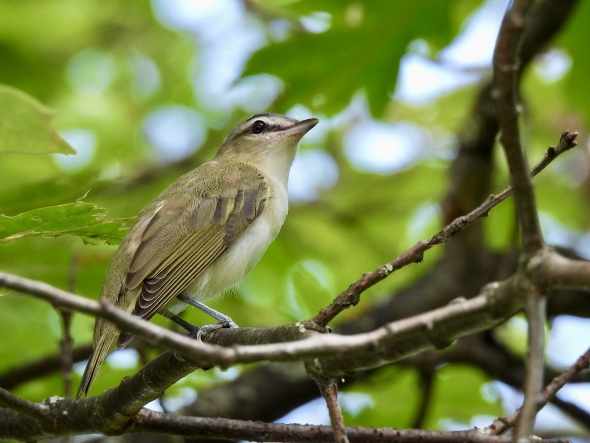 Red-eyed Vireo - ML622170200