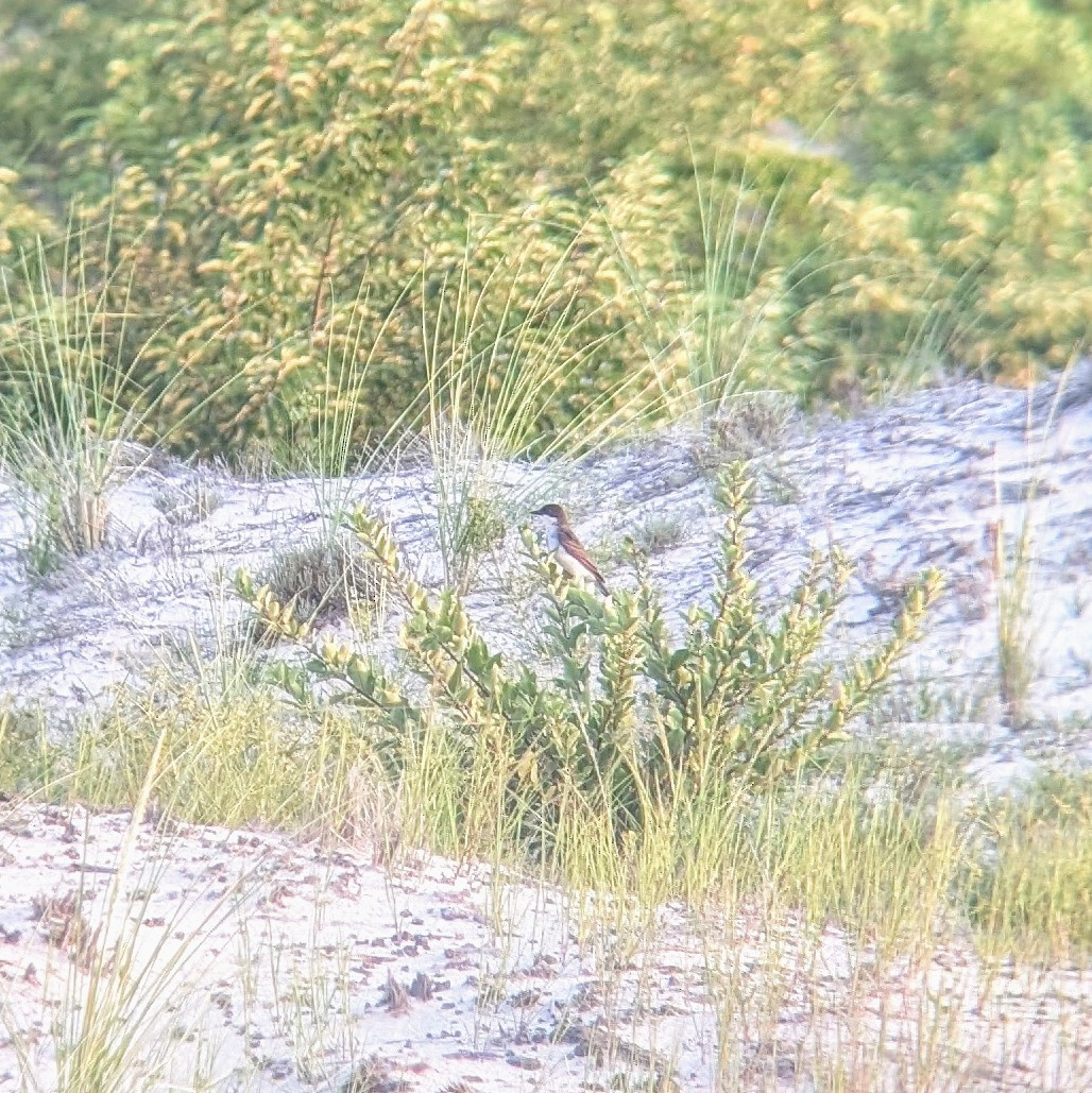 Eastern Kingbird - ML622170201