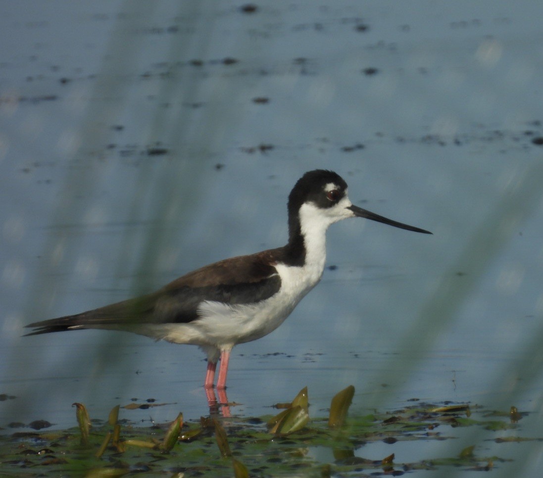 Black-necked Stilt - ML622170202