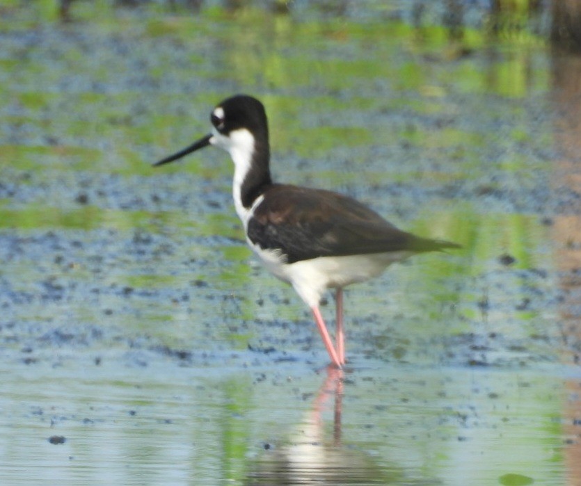 Black-necked Stilt - ML622170203