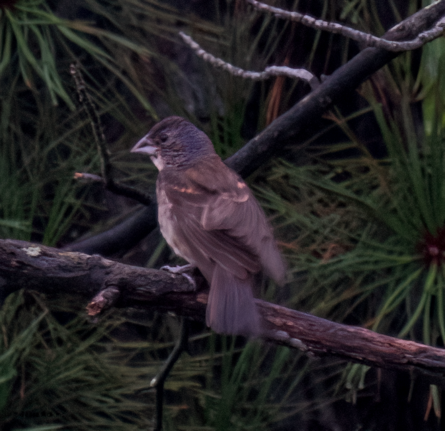 Blue Grosbeak - ML622170204