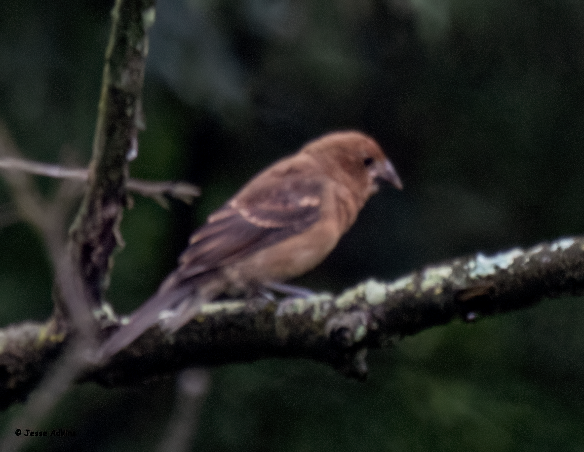 Blue Grosbeak - Jesse Adkins