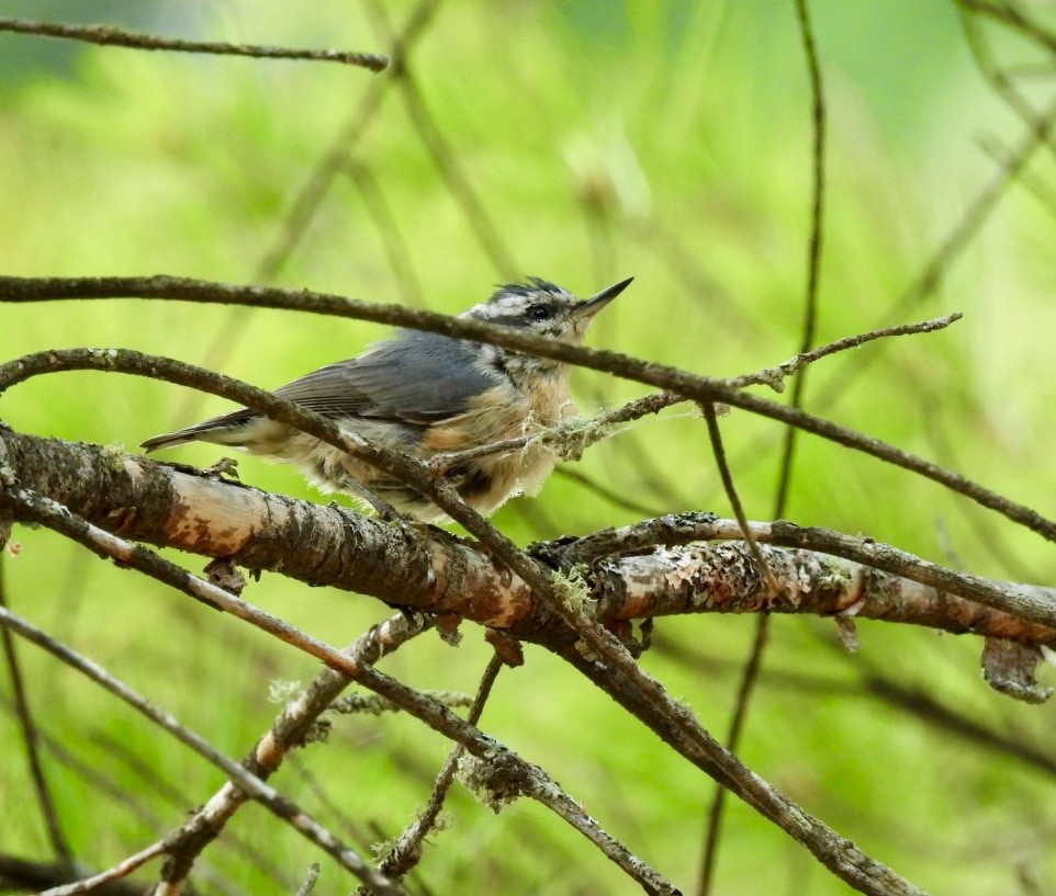 Red-breasted Nuthatch - ML622170209