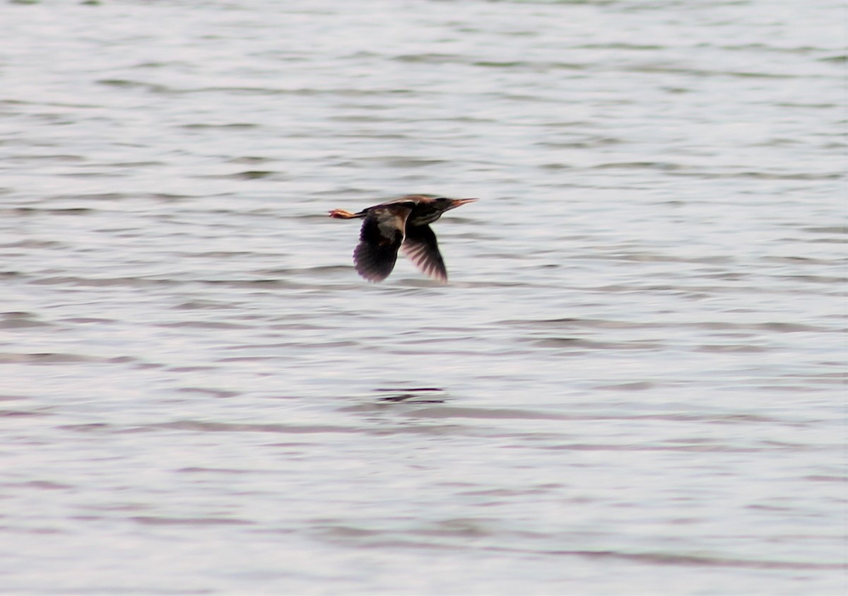 Least Bittern - ML622170211