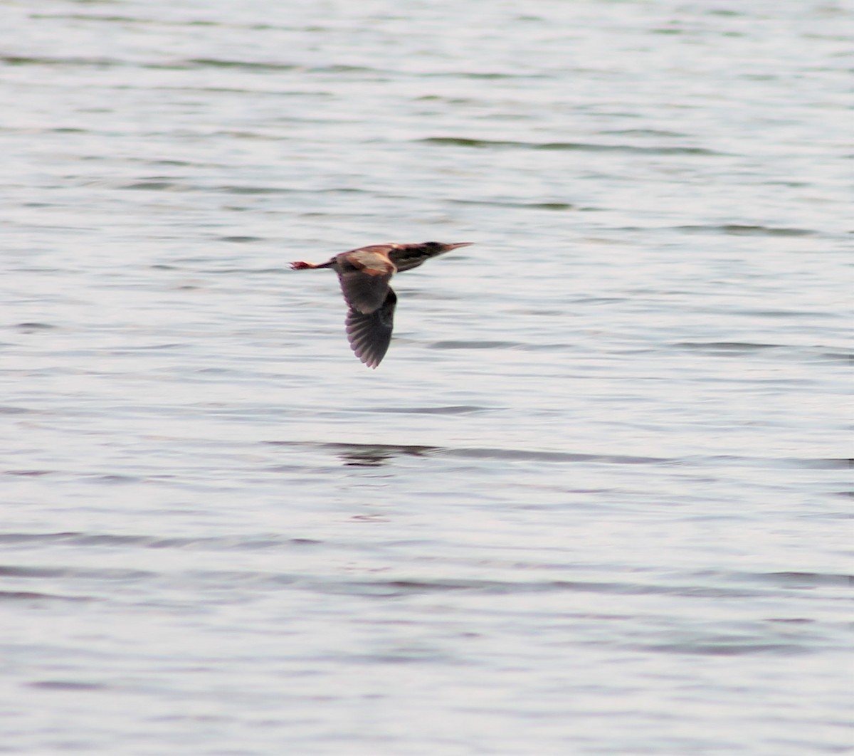 Least Bittern - ML622170212