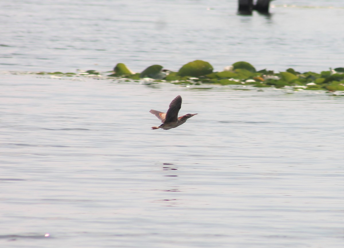 Least Bittern - ML622170213