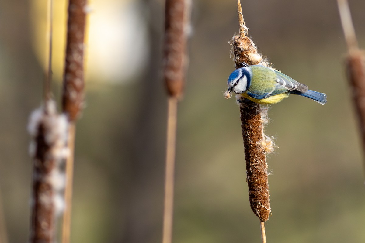 Eurasian Blue Tit - ML622170214