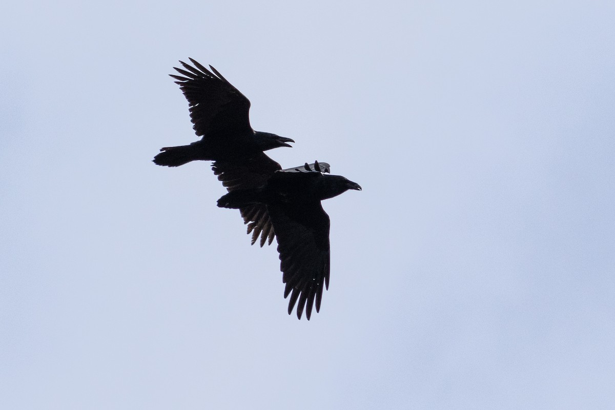 Common Raven - ML622170215