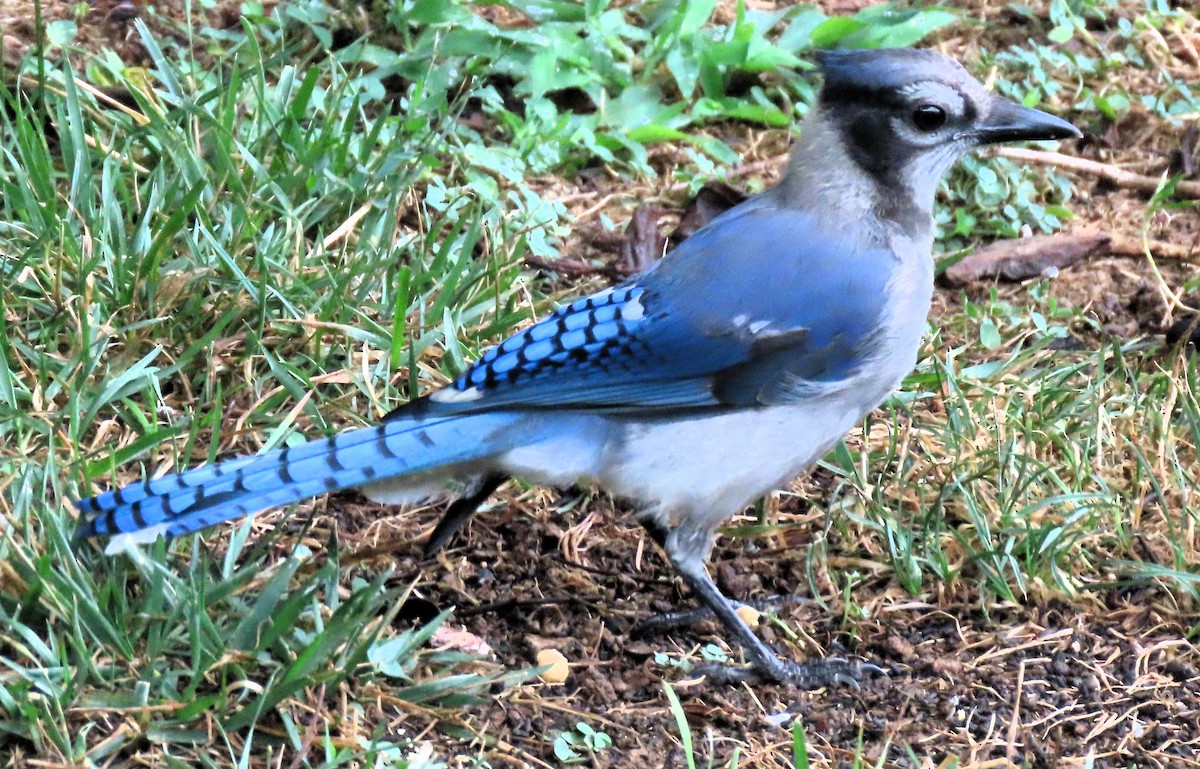 Blue Jay - Anne Mytych