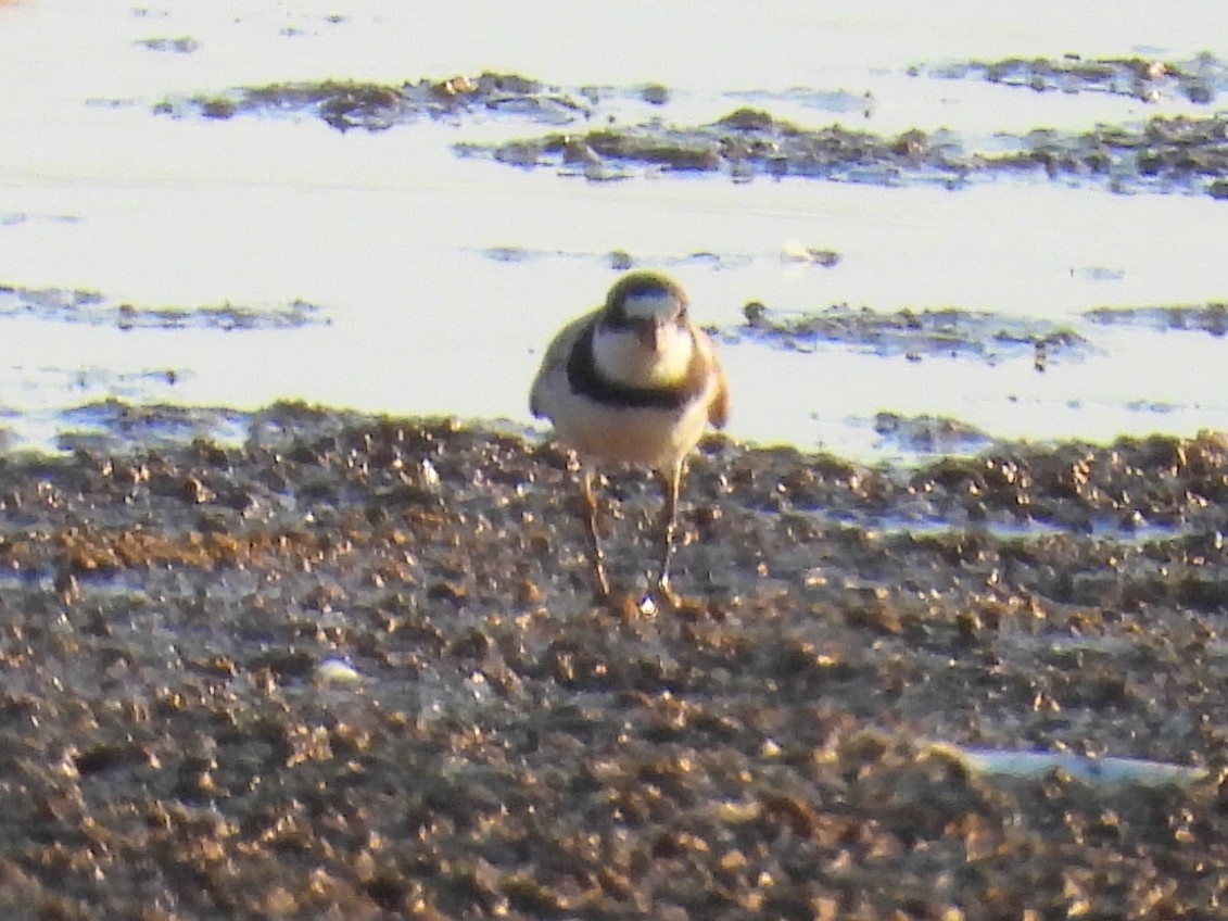 Semipalmated Plover - ML622170220