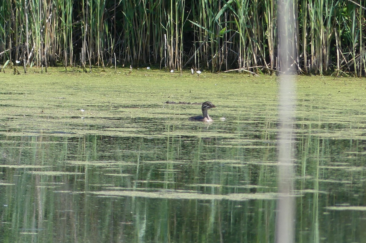 Pied-billed Grebe - André Labelle