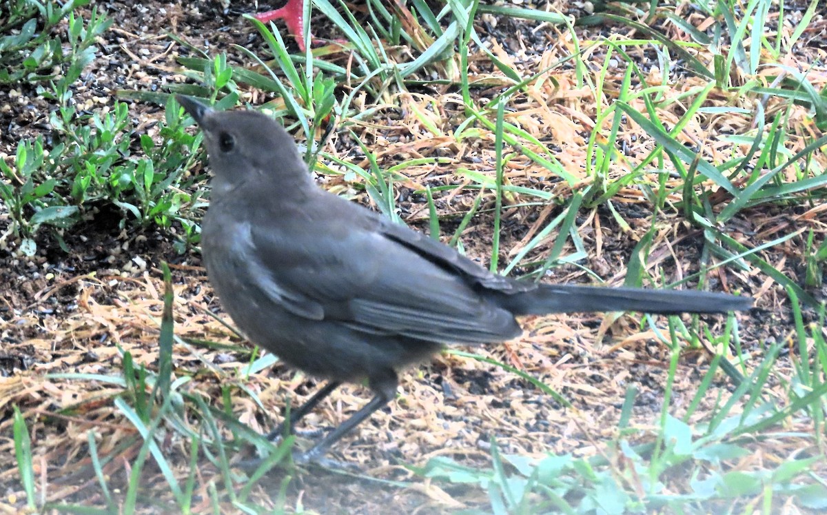 Gray Catbird - ML622170222