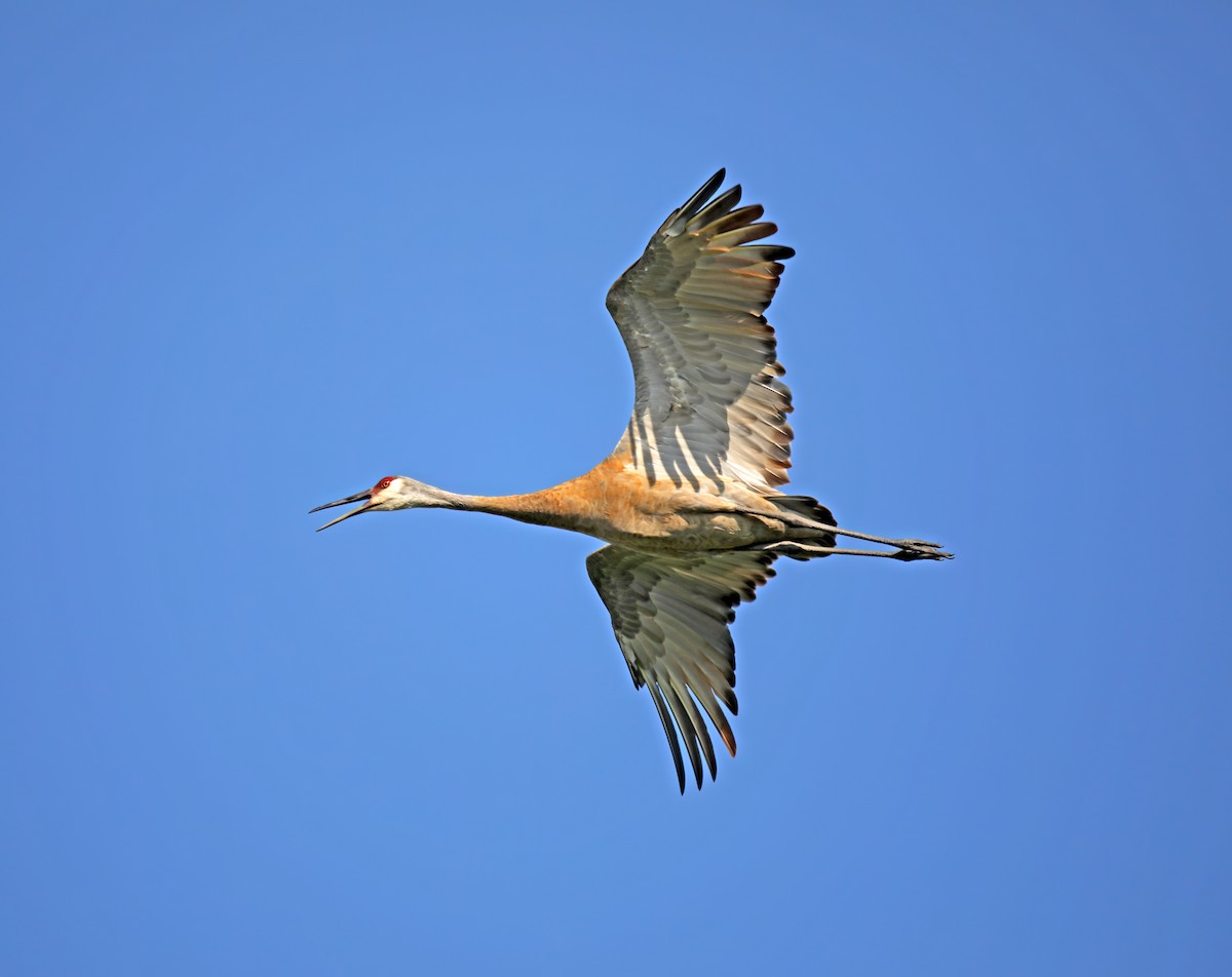 Sandhill Crane - ML622170254