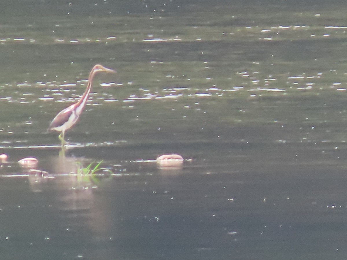 Tricolored Heron - ML622170262