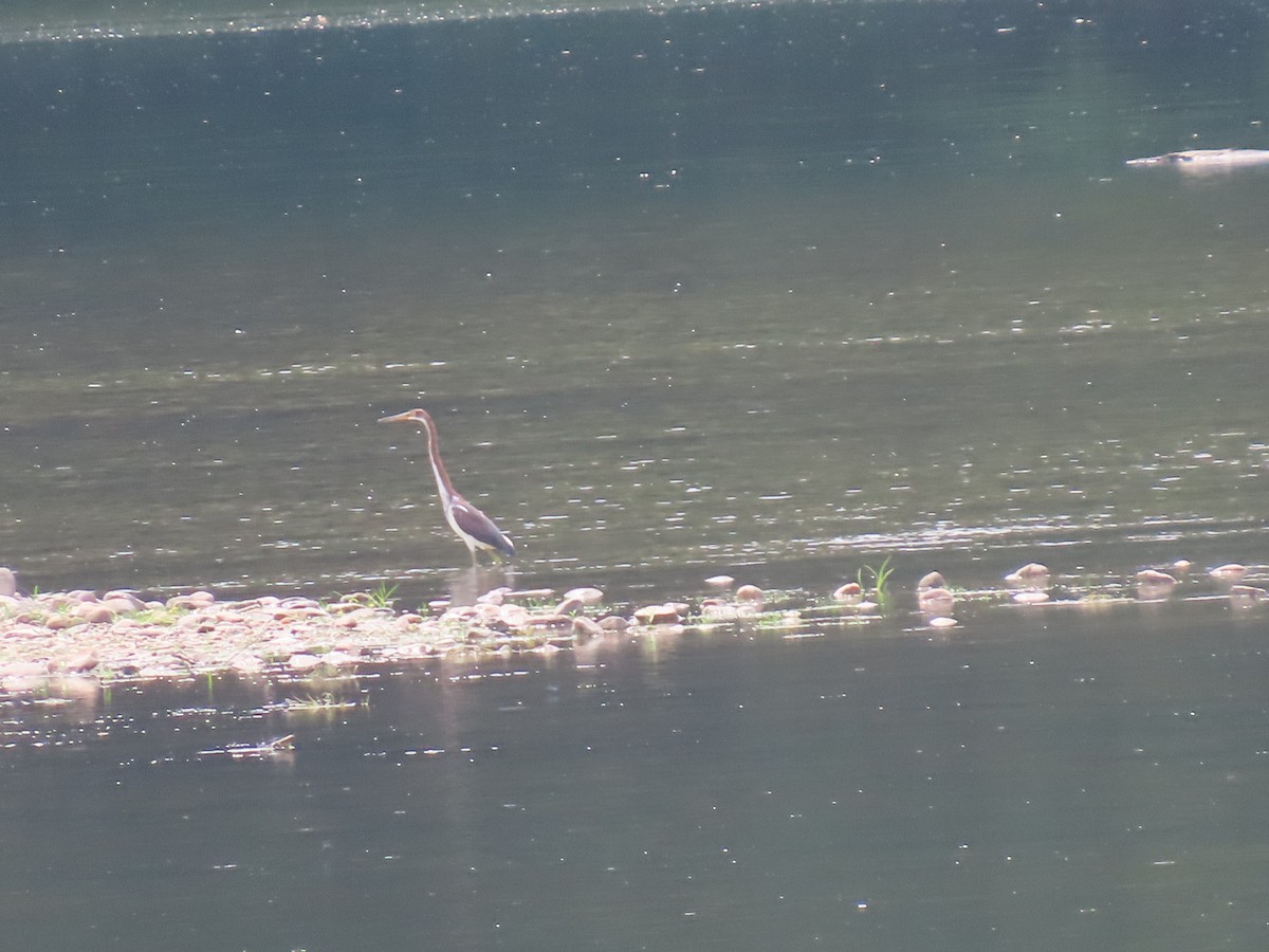 Tricolored Heron - ML622170263