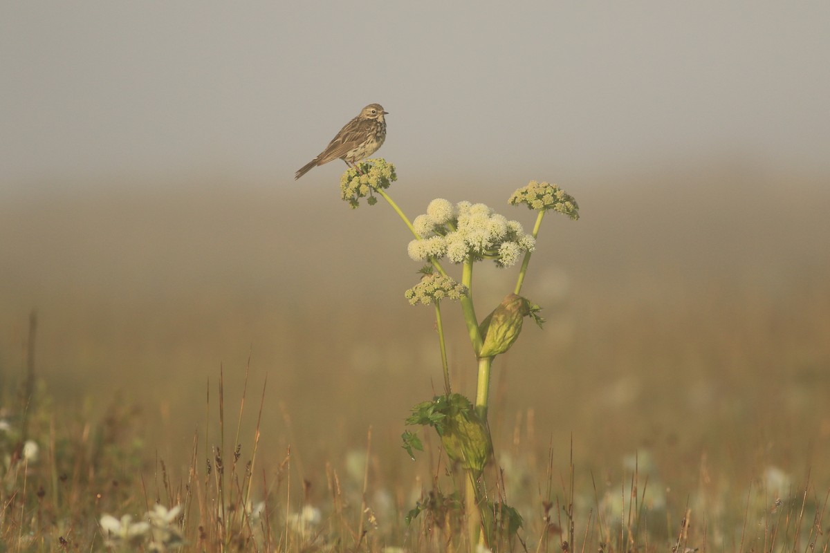 Meadow Pipit - Jenny McKee