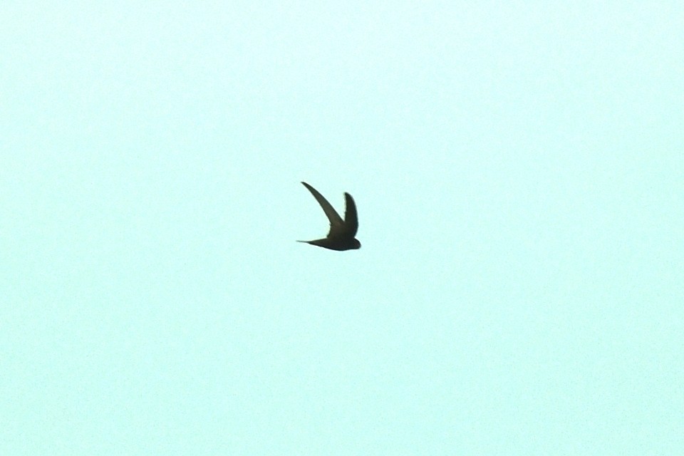 Common Swift - ML622170422